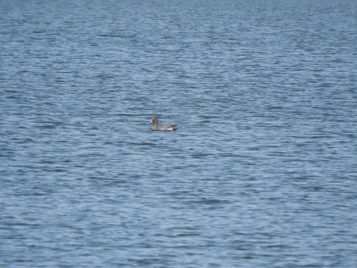 Eurasian Wigeon - ML136586541