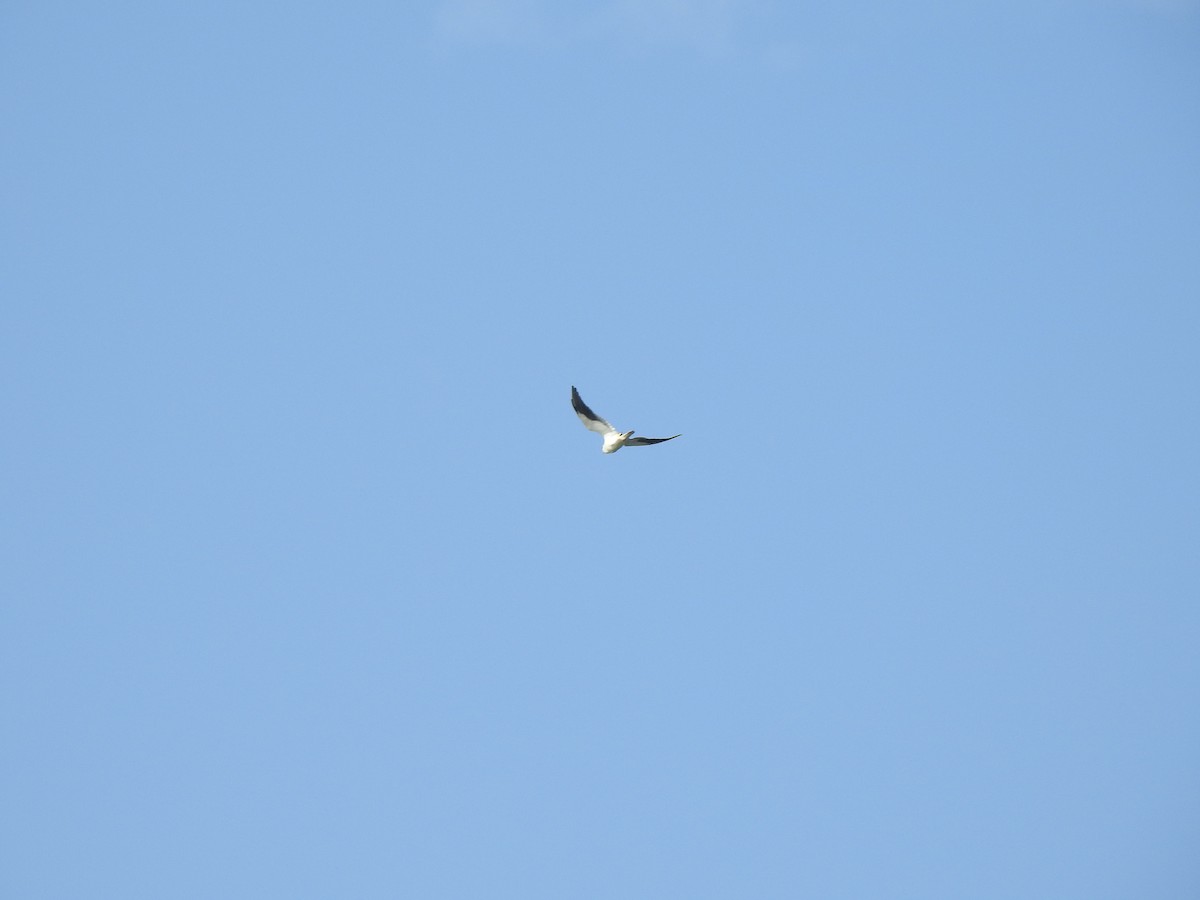 Black-winged Kite - ML136586631