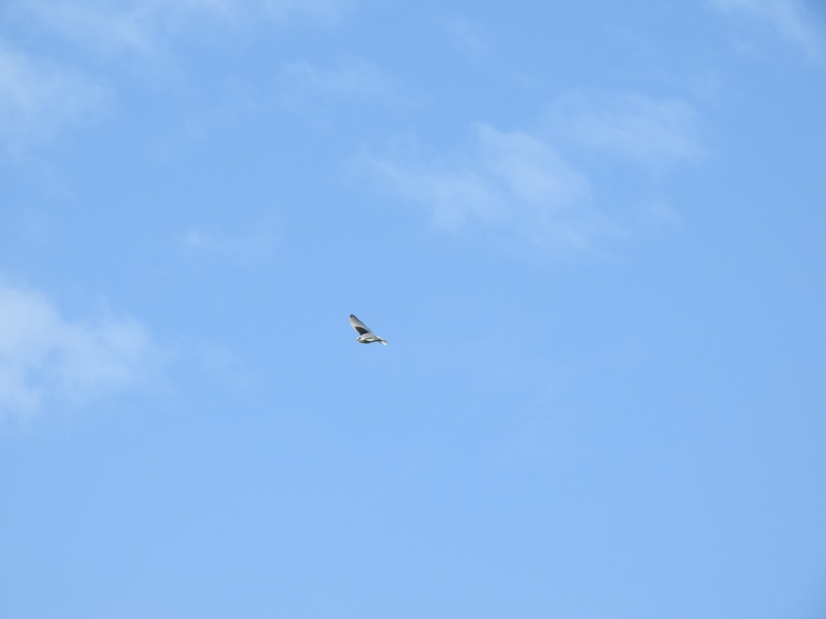 Black-winged Kite - ML136586641