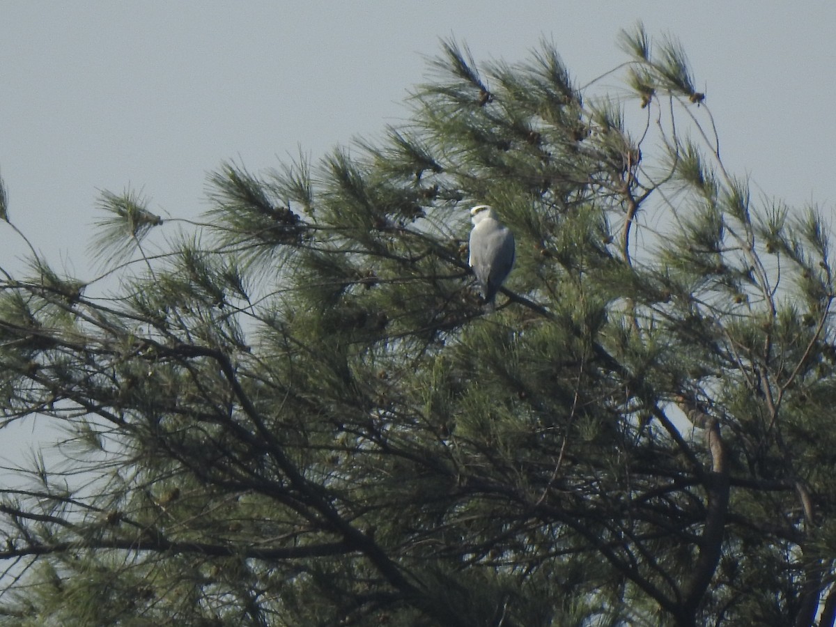 Black-winged Kite - ML136586651