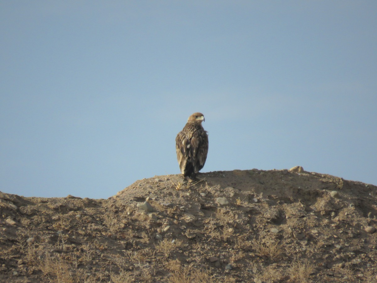 Imperial Eagle - Houman Doroudi