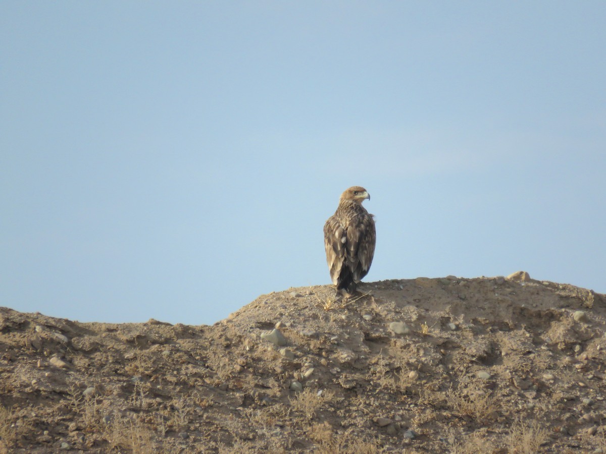 Aigle impérial - ML136588801