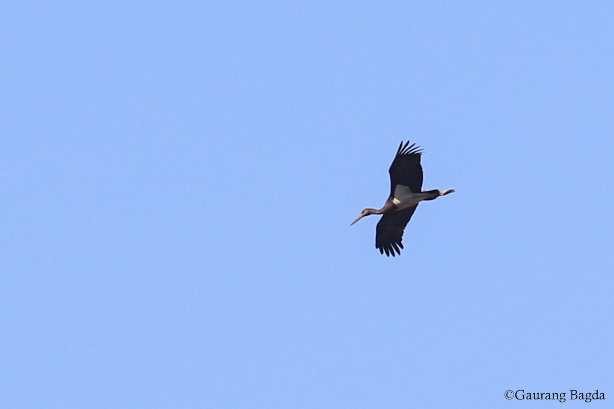 Black Stork - Gaurang Bagda