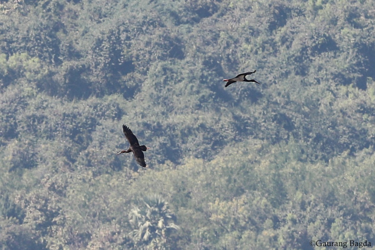 Black Stork - Gaurang Bagda