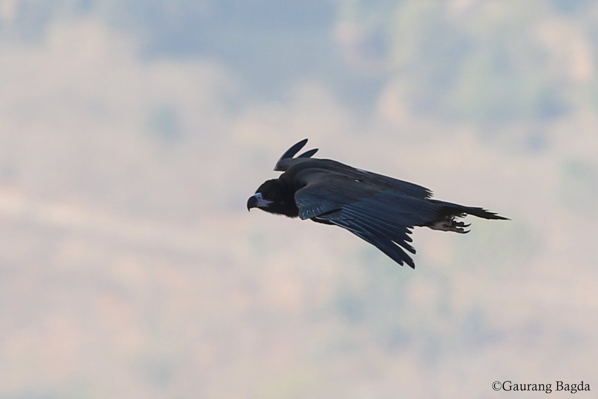 Cinereous Vulture - ML136589321