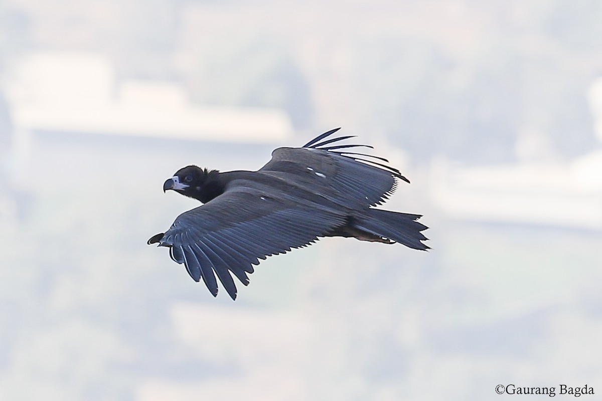 Cinereous Vulture - ML136589361