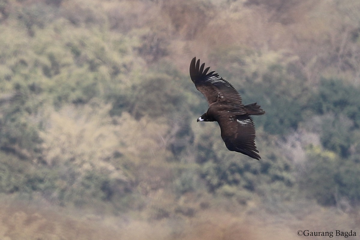 Cinereous Vulture - ML136589371