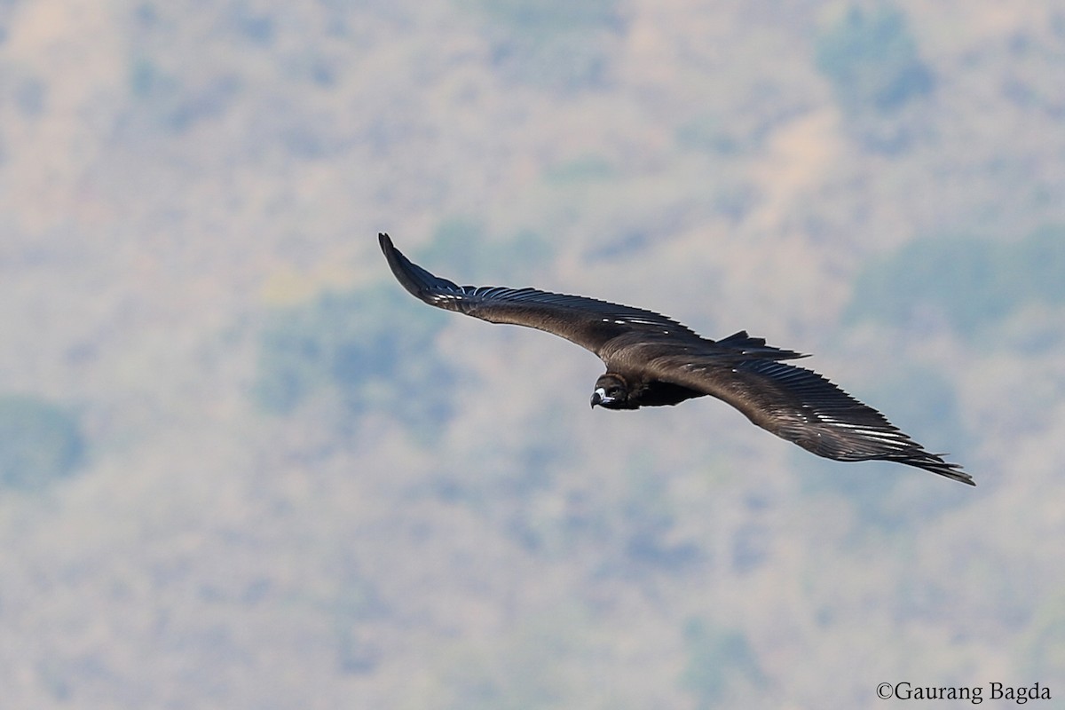 Cinereous Vulture - ML136589381