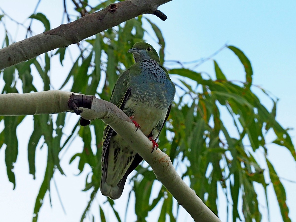 Superb Fruit-Dove - ML136590601