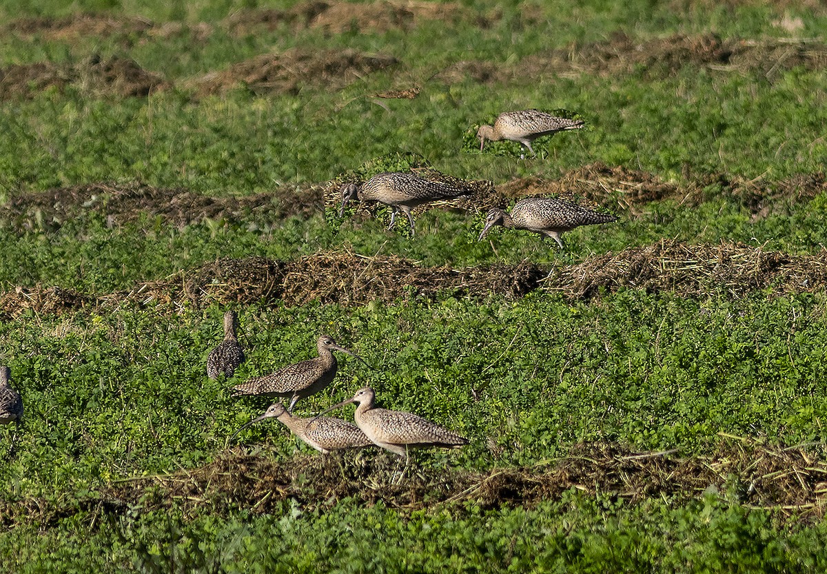Long-billed Curlew - ML136591931