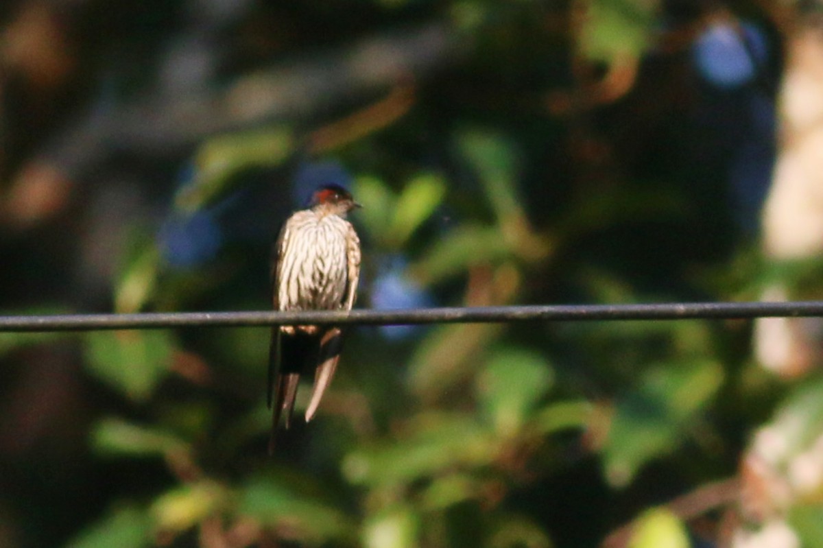 Eastern Red-rumped Swallow (Striated) - ML136592231