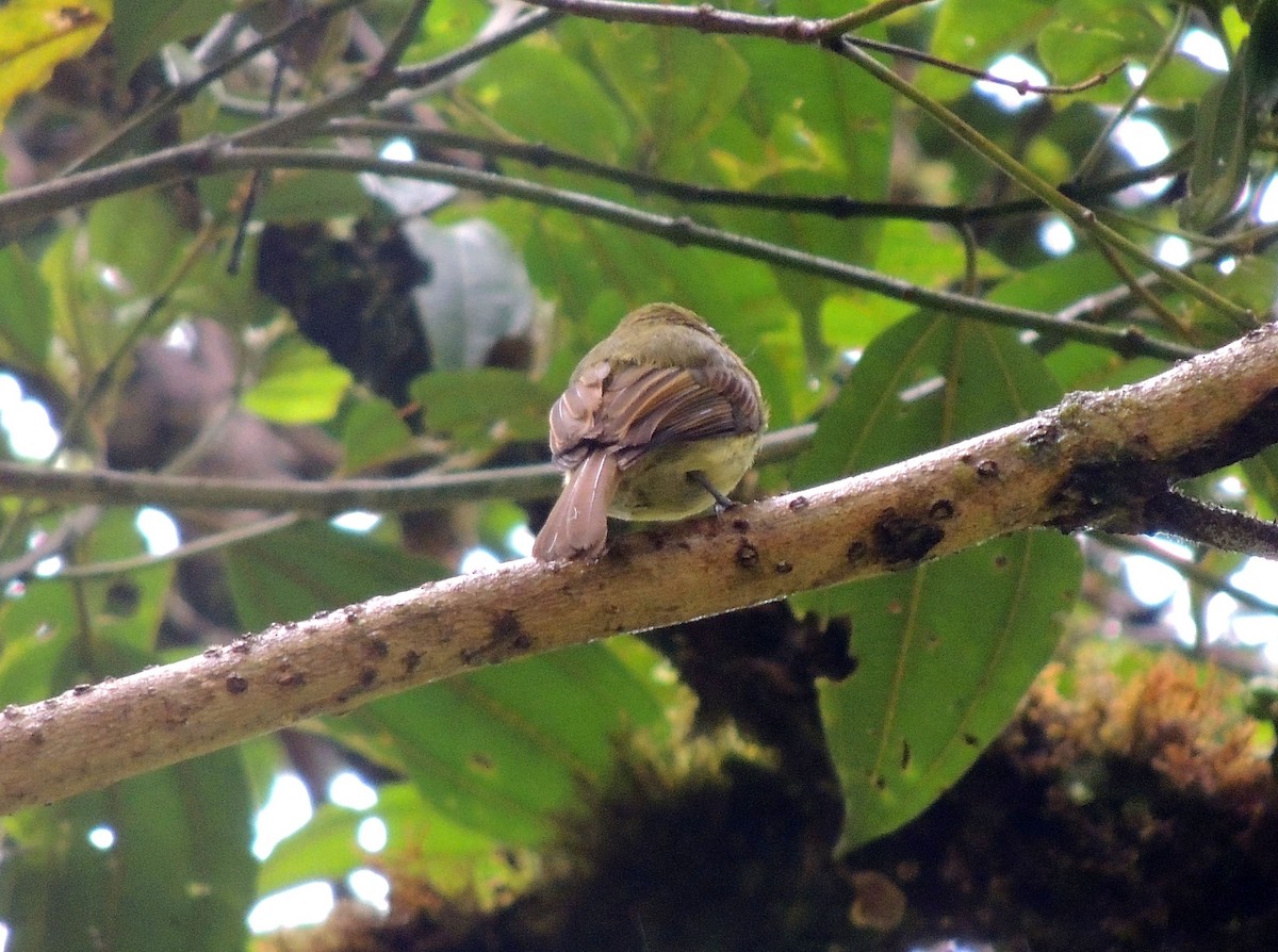 Fulvous-breasted Flatbill - ML136593361