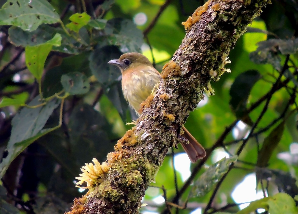 Fulvous-breasted Flatbill - ML136593391