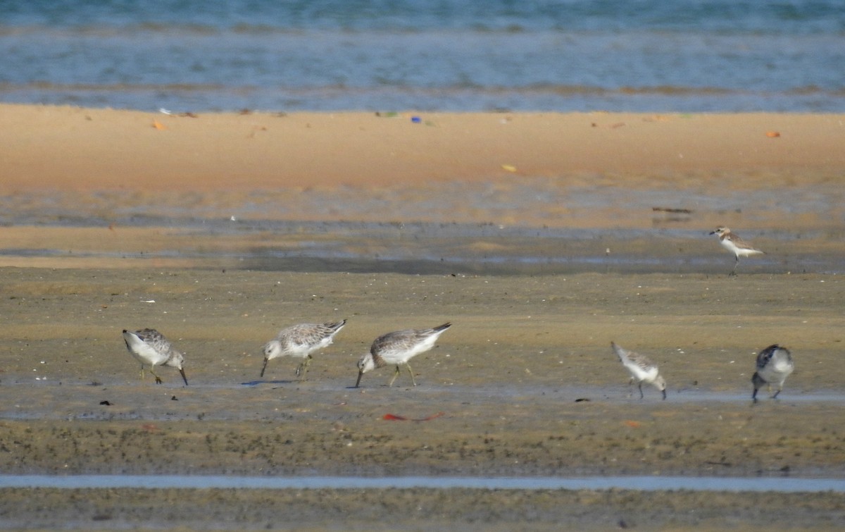 Great Knot - ML136593871