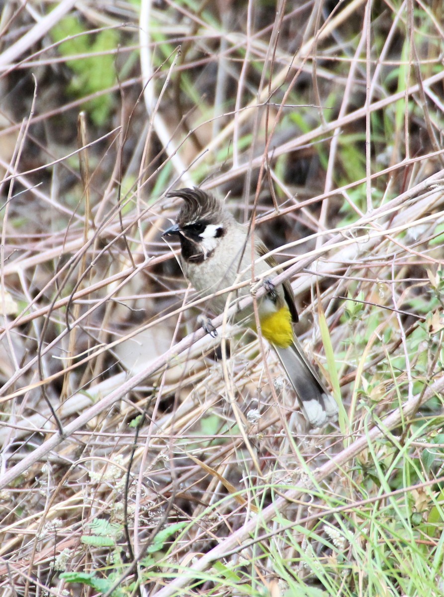 Bulbul Cariblanco - ML136594981