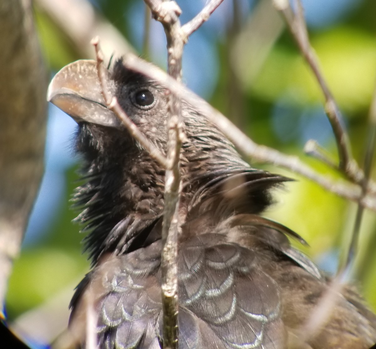 Smooth-billed Ani - ML136595911