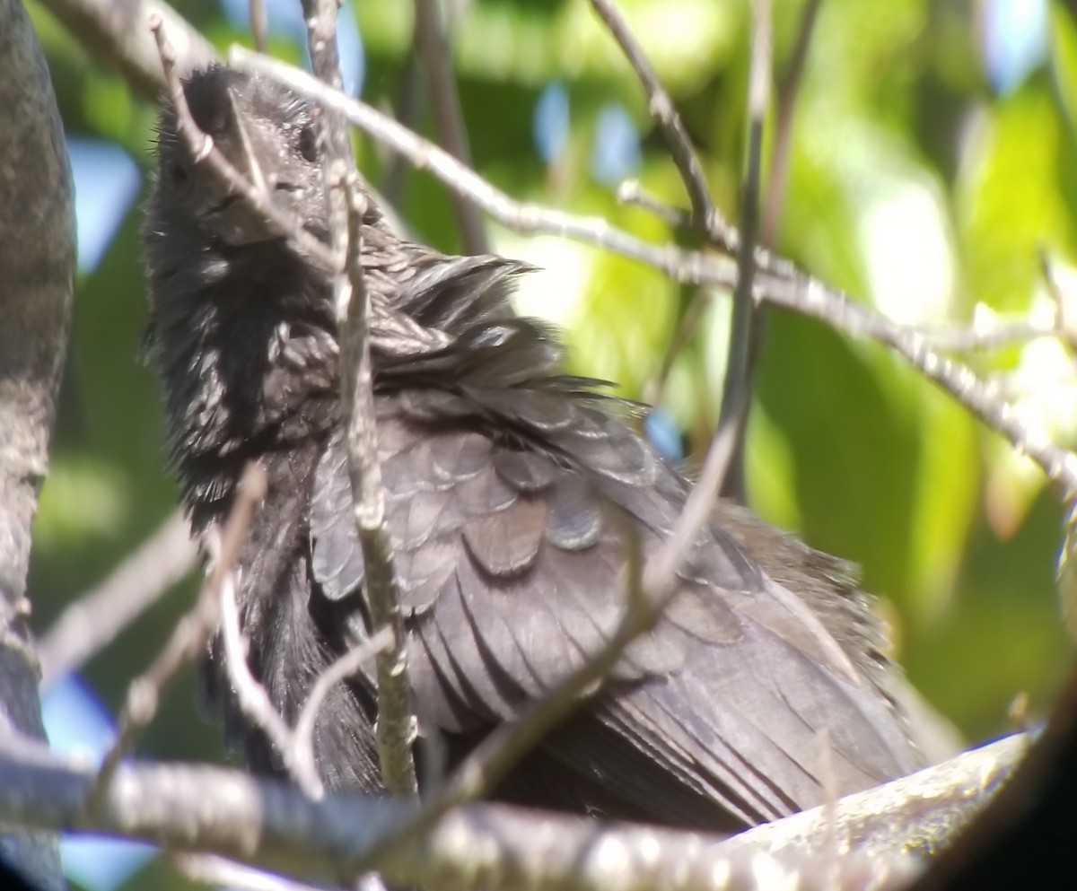 Smooth-billed Ani - ML136596451