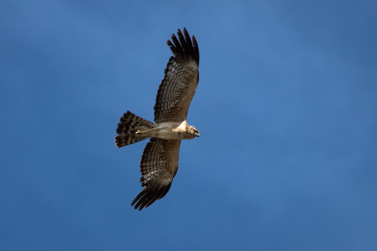 Spotted Harrier - ML136596751