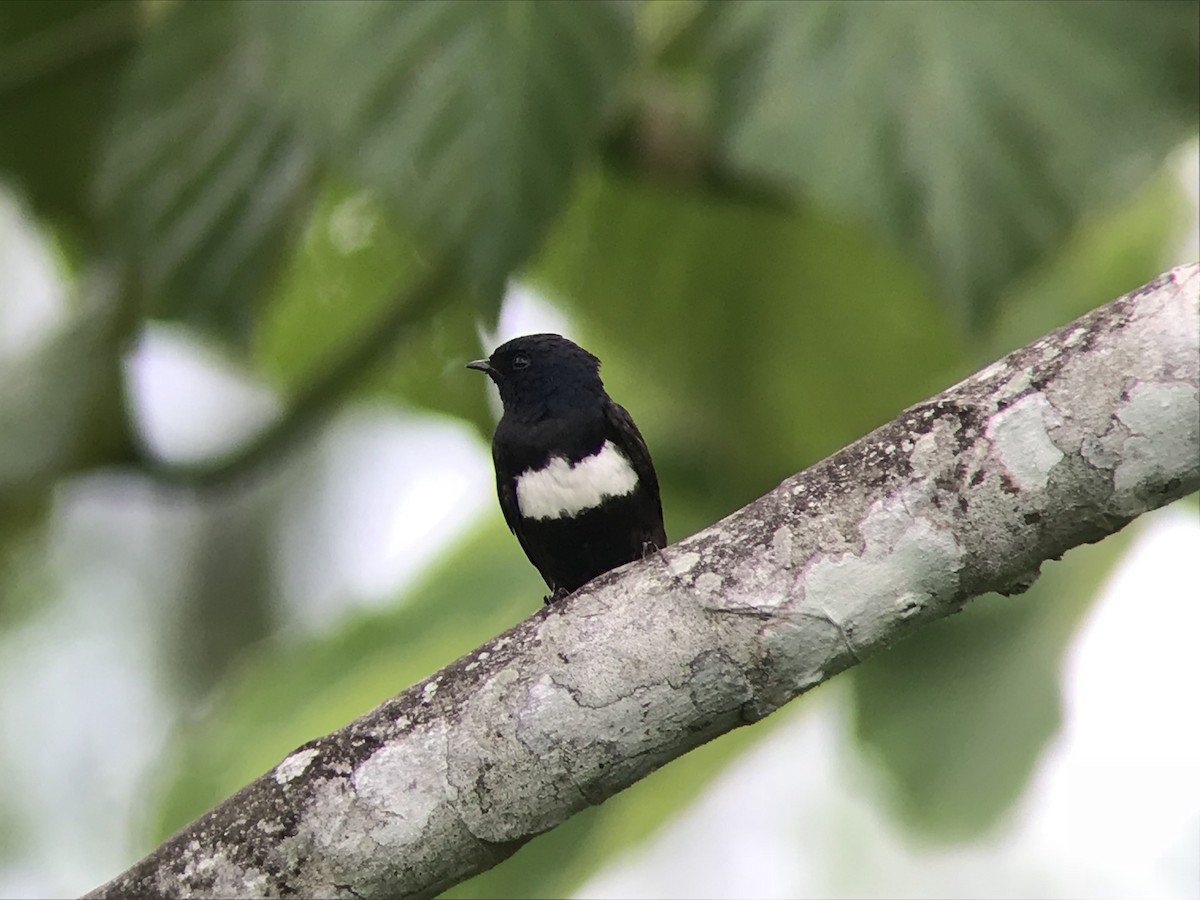 White-banded Swallow - ML136597271