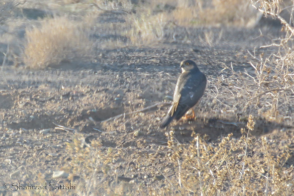 Eurasian Sparrowhawk - ML136597371