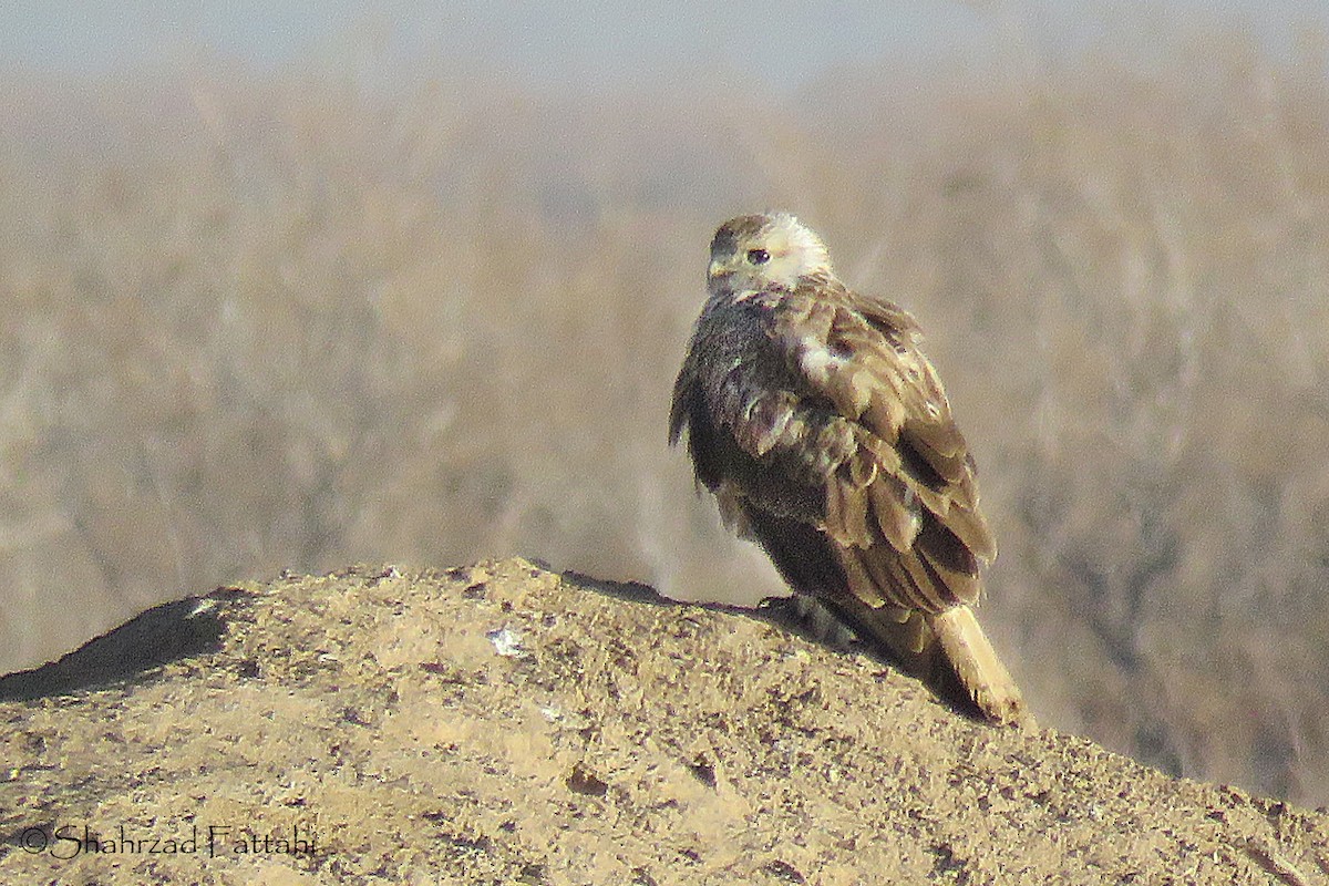 Long-legged Buzzard - ML136597921