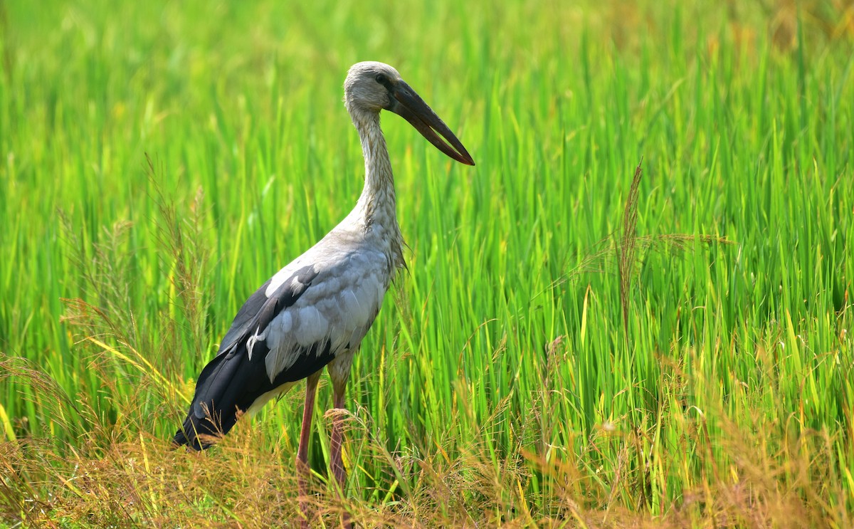 Asian Openbill - ML136599481