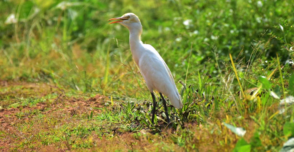 Eastern Cattle Egret - ML136599591