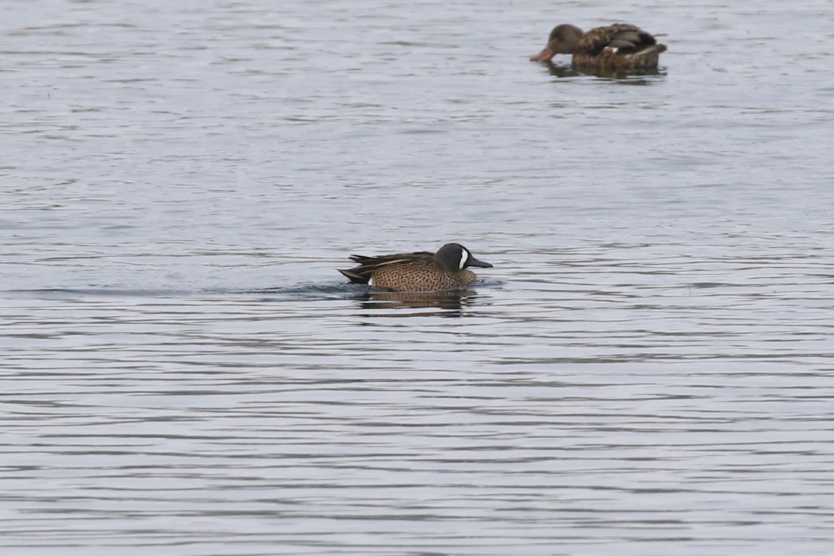Blue-winged Teal - ML136600101