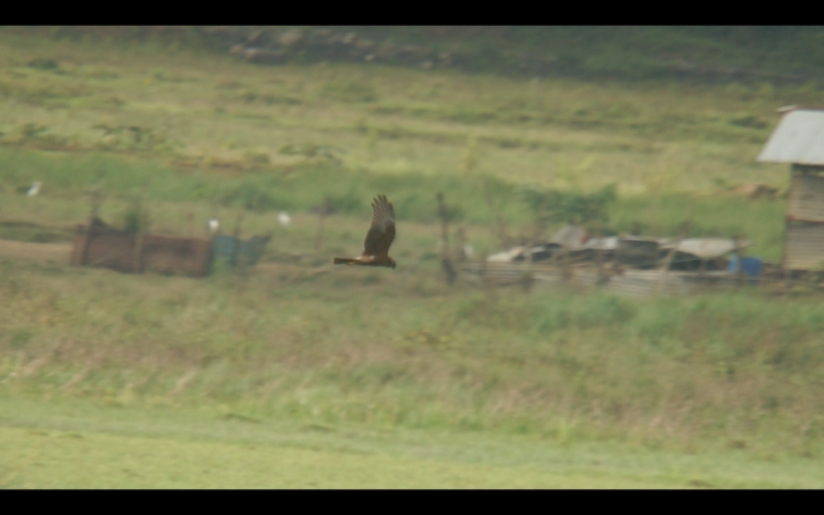 Pied Harrier - ML136600271