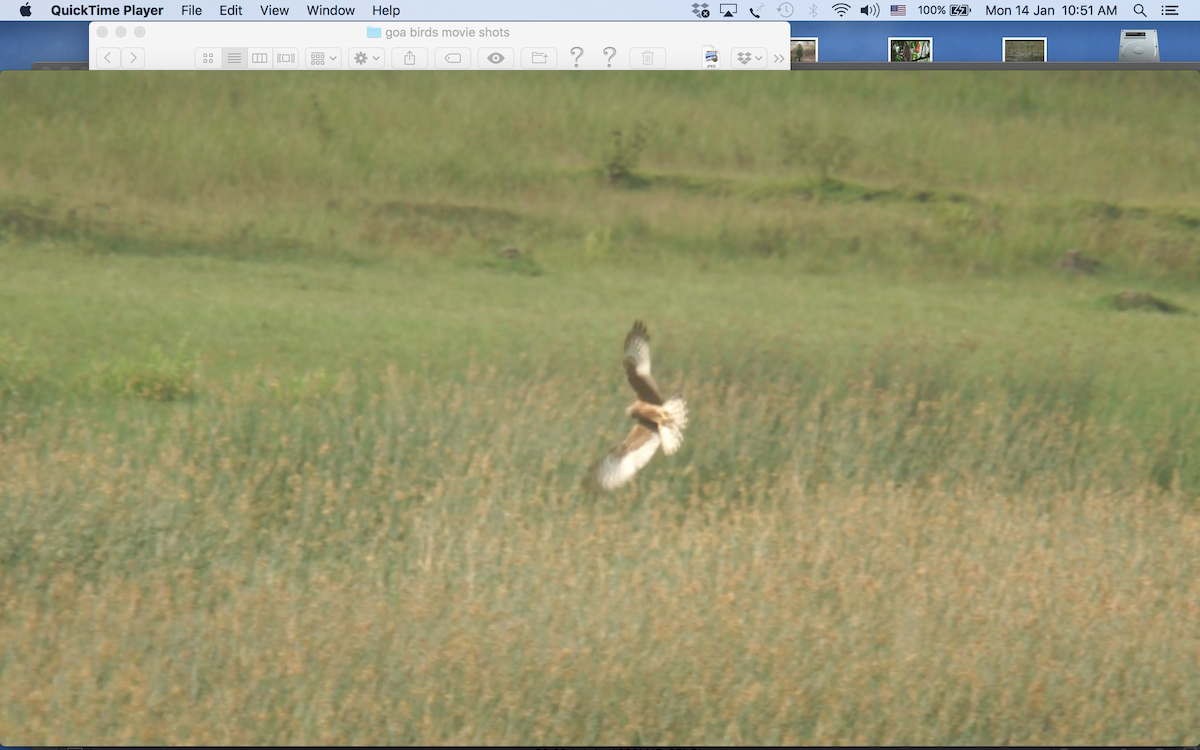 Pied Harrier - ML136600311