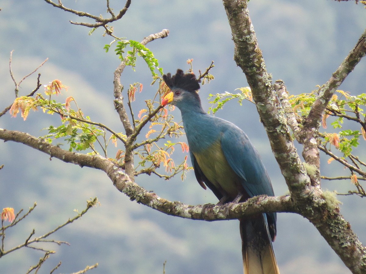Great Blue Turaco - ML136600521