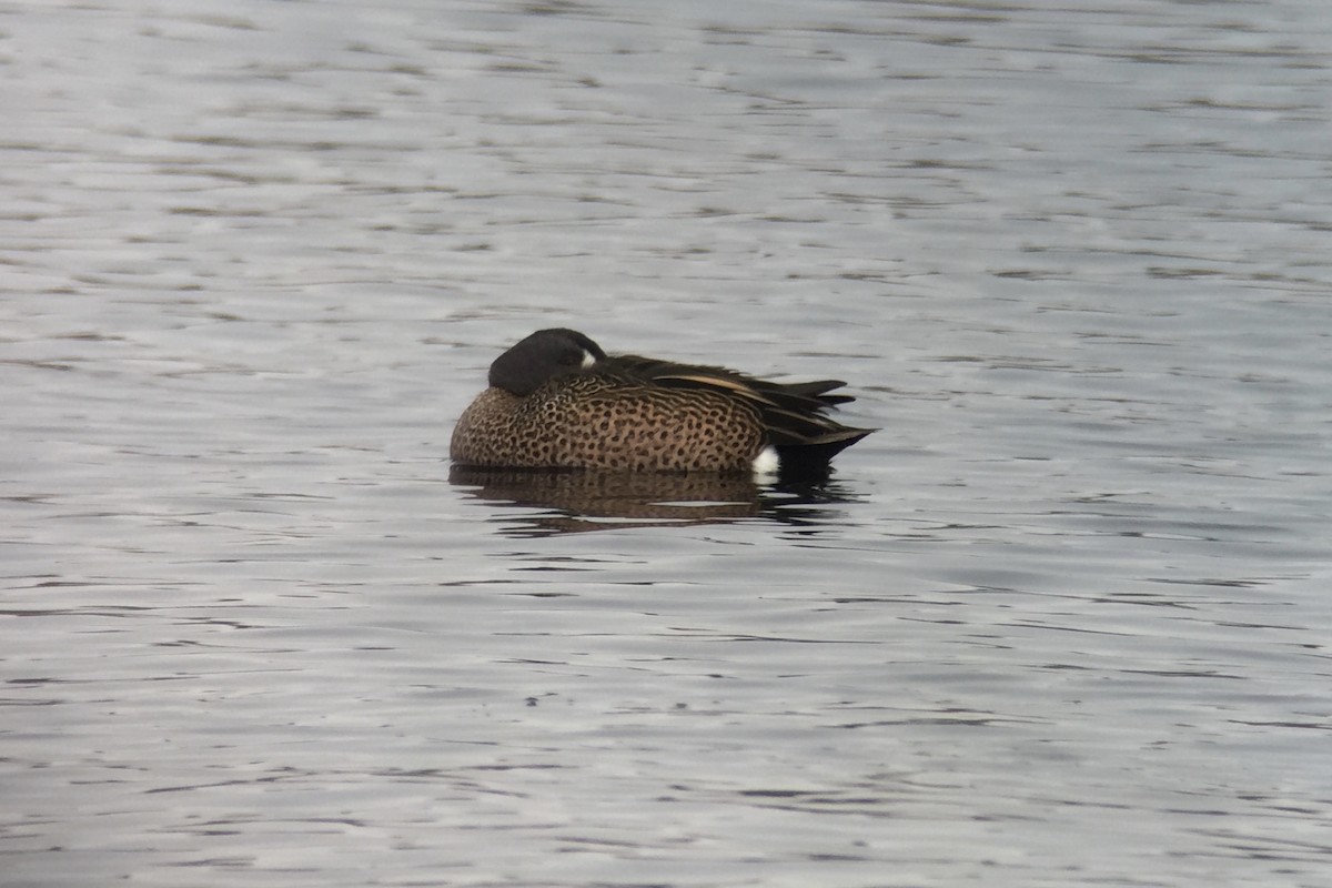 Blue-winged Teal - ML136600941