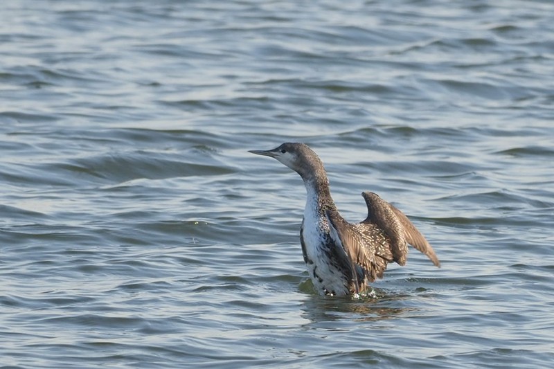 Red-throated Loon - ML136601561