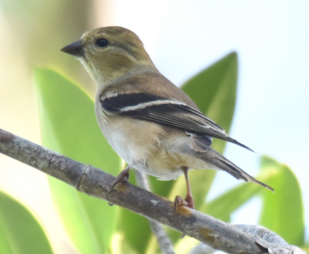 American Goldfinch - ML136601571