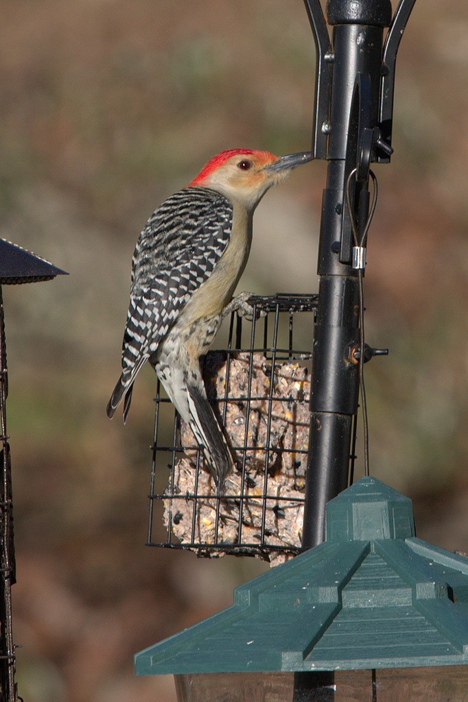 Red-bellied Woodpecker - Phyllis Williams