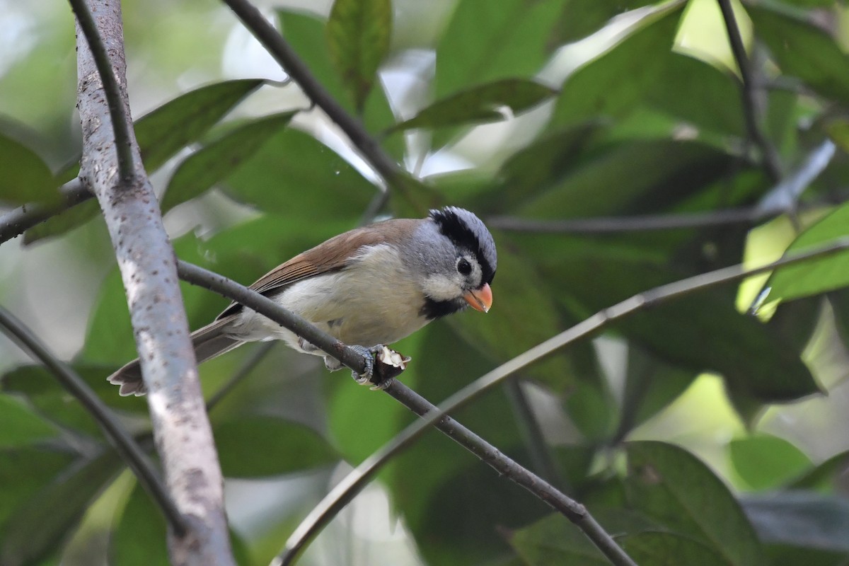 Gray-headed Parrotbill - ML136603971