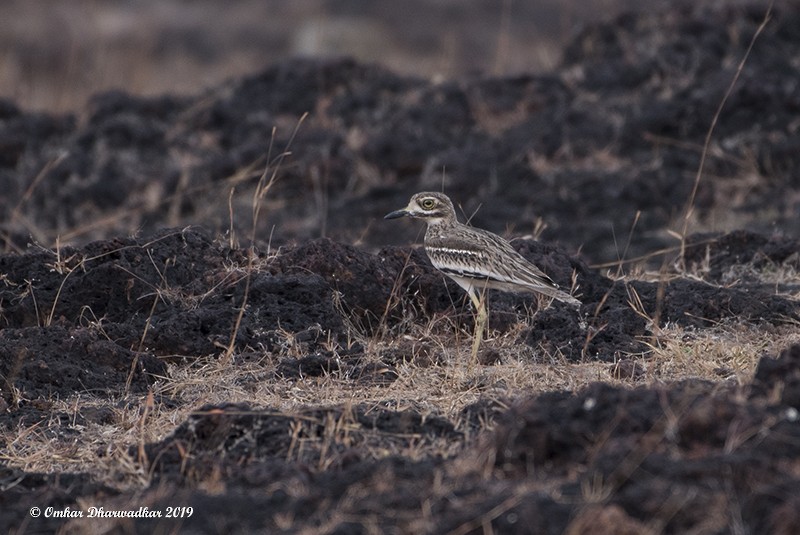 Indian Thick-knee - ML136604871