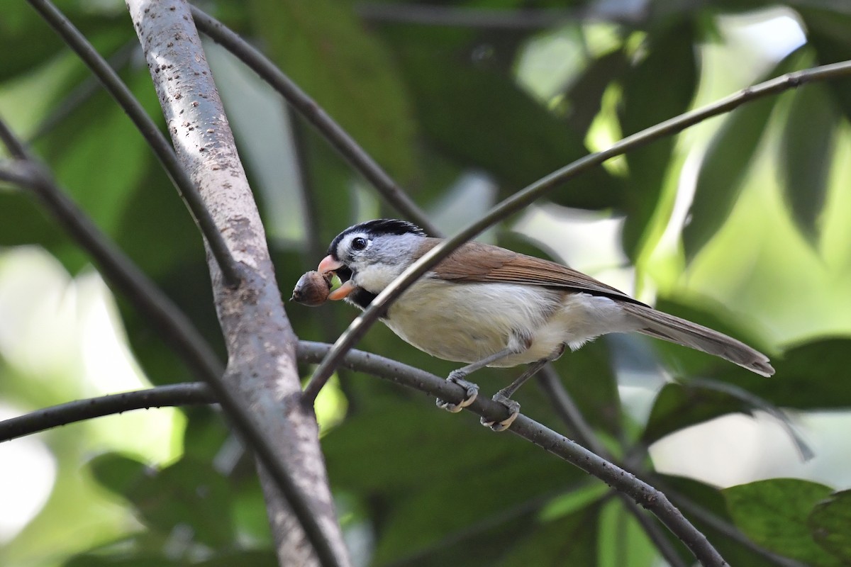 Gray-headed Parrotbill - ML136604921