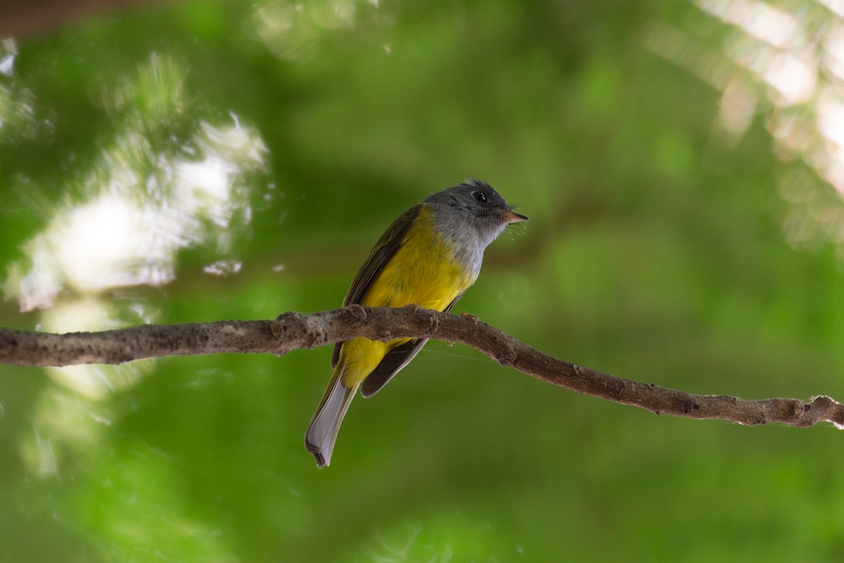 Gray-headed Canary-Flycatcher - ML136606071