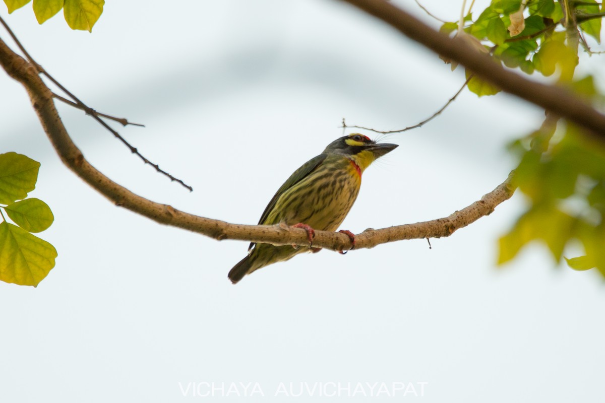 Coppersmith Barbet - ML136606271