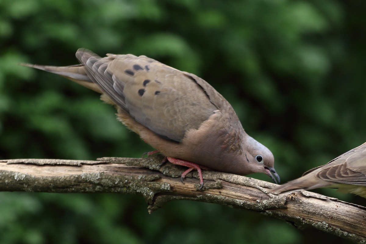 Eared Dove - ML136606371