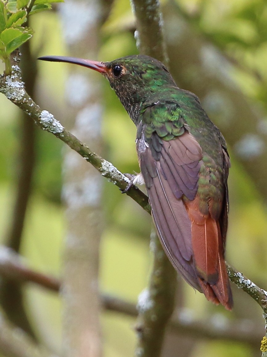Rufous-tailed Hummingbird - David Bird