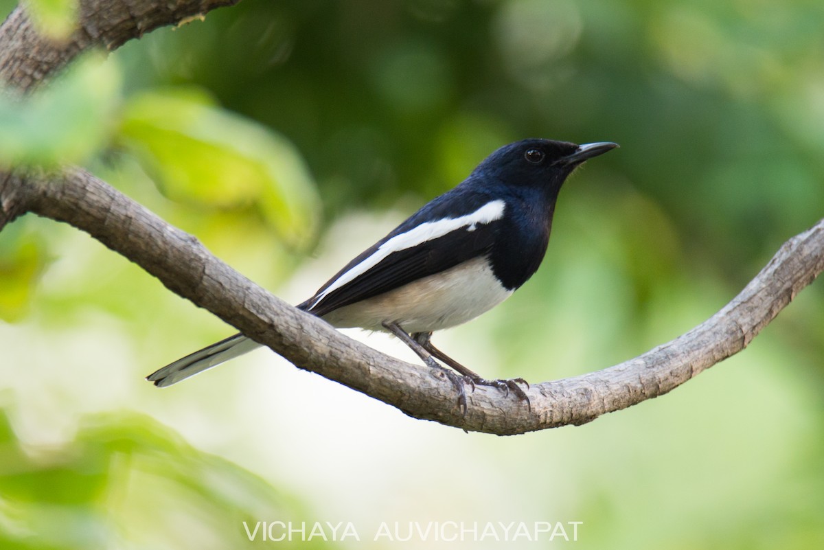 Oriental Magpie-Robin - ML136606591