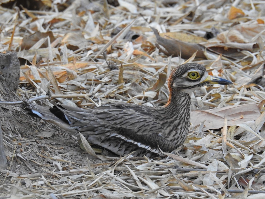 Indian Thick-knee - ML136606631
