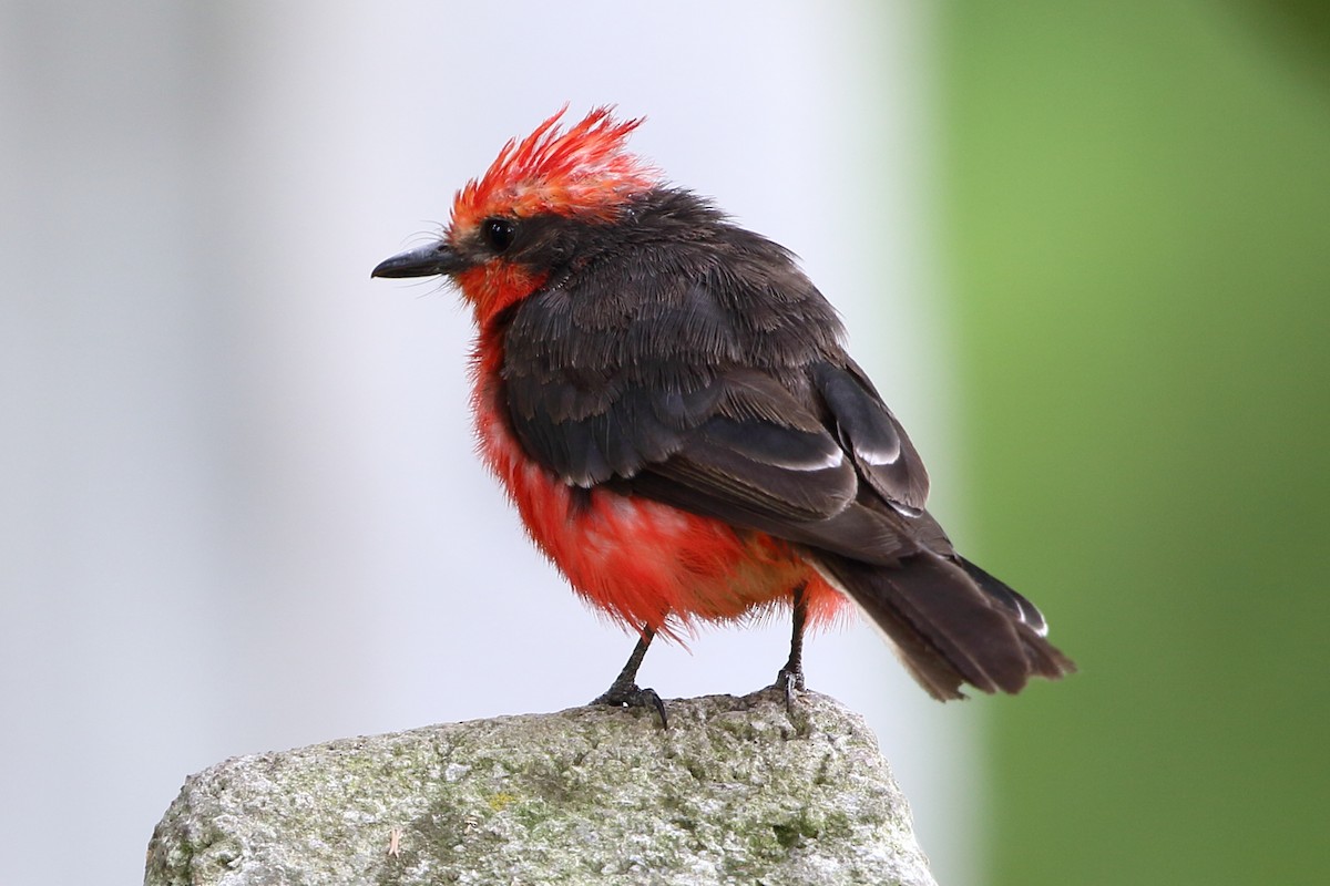 Vermilion Flycatcher - ML136606681