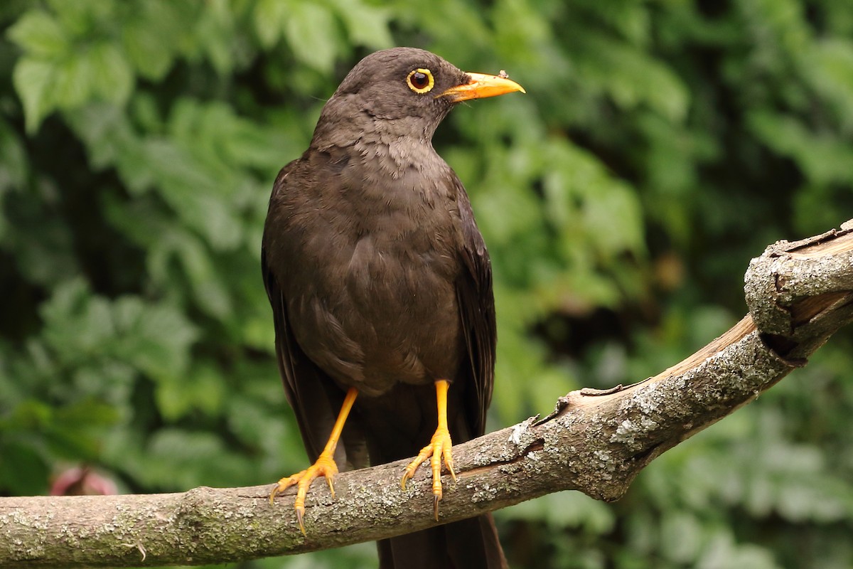 Great Thrush - ML136606791