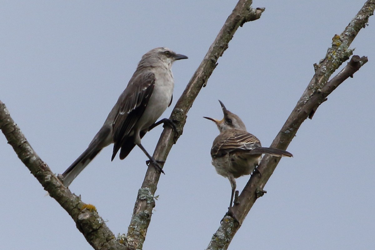 Tropical Mockingbird - ML136606891