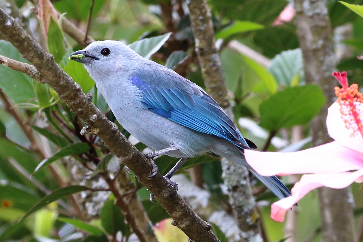 Blue-gray Tanager - David Bird