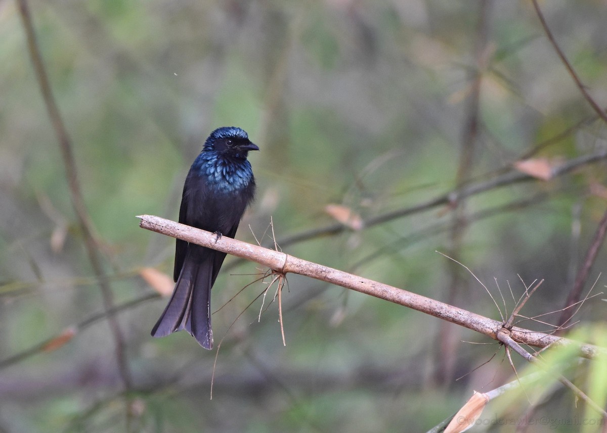 Bronzed Drongo - ML136607561