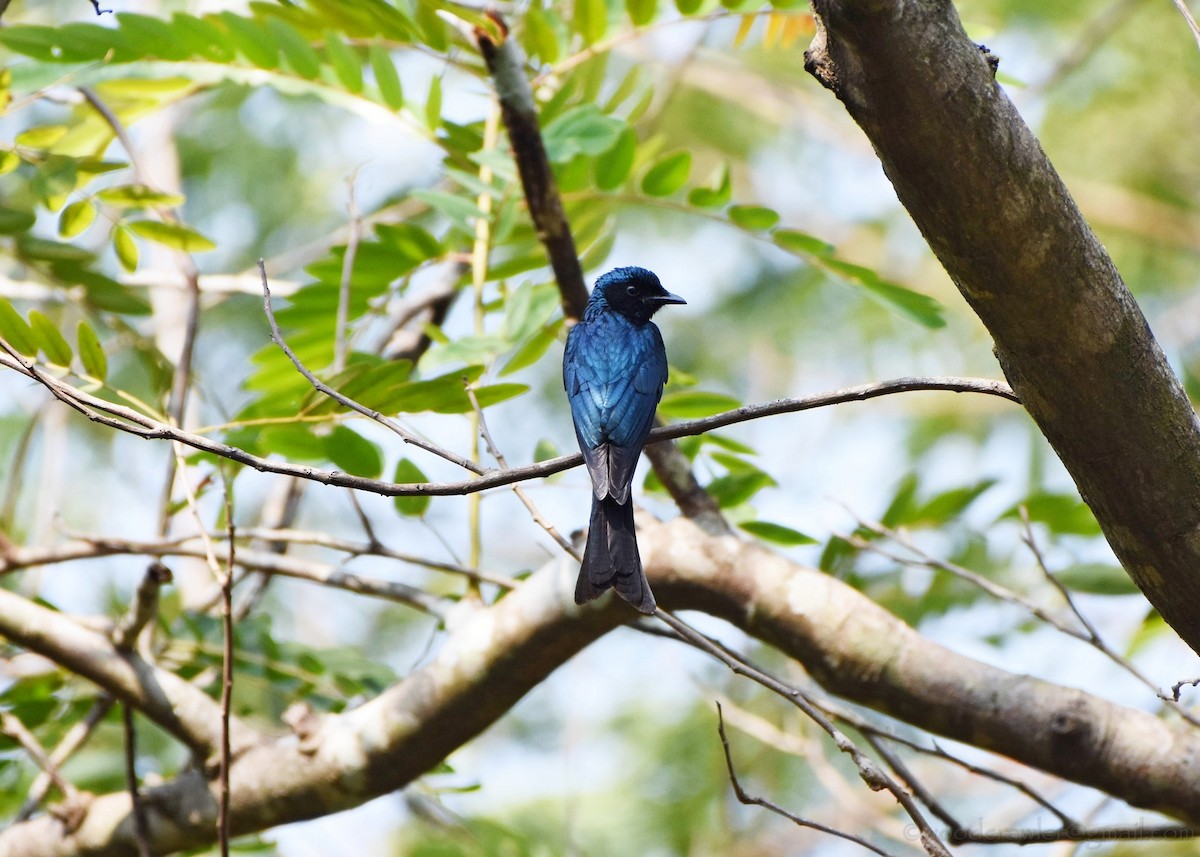 Bronzed Drongo - ML136607571